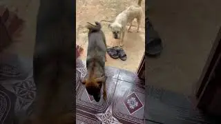 Lovely dogs welcome in the morning #dog #funny #welcome #shorts