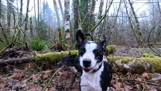 Six silly dogs...in slow motion #puppy #slowmotion 
