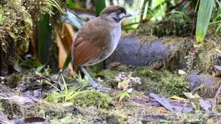 Jocotoco Antpitta (Juvenile), Grallaria ridgelyi