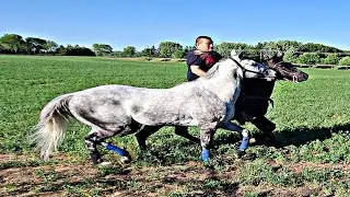 EL LOBITO - AARÓN CHÁVEZ Y SUS TAPADOS