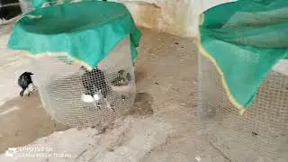 Black fighter cock for sale - Deogarh  Dangapathar