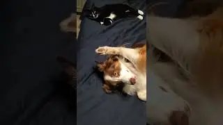 Sleepy time #cat #cute #dogs