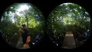 The Double Bubble in the Woods-3 #sarasotatim