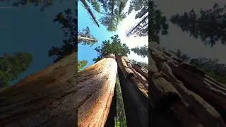 Walking Through a Giant Sequoia #sequoia #Forest #outdoors #travel #California