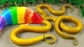 Stop Motion ASMR | Koi Fish Battle Eel Hunting Primitive Experiment