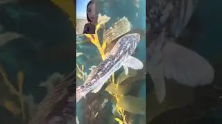 Heisler Park Kelp Forest 