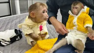 Monkey Tina transforms with beautiful costumes that surprise monkey Xuka