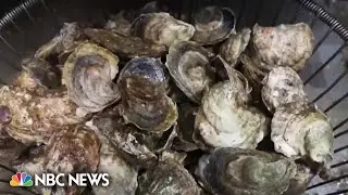 Texas man dies from flesh-eating bacteria after consuming oyster