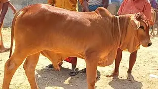 @আজ ১৫ জানুয়ারি