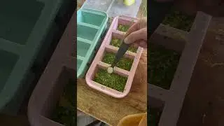 How to make Garlic Scape Butter #garlicscapes