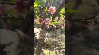 Green Pakistan