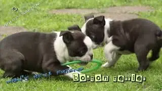 LibraryLook: Boston Terrier Vibes