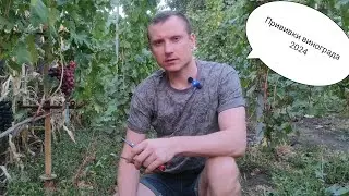 Виноград к-ш Джавелин,Лара,Красная шапочка и другие номерные новинки на прививках!