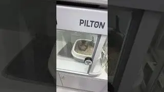 Магазин кошек в Китае