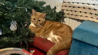 Stupid Girl 🧒 #comedy #comedyshorts #comedyvideo #christmas #cat #catvideos #catshorts #kitten #lol 