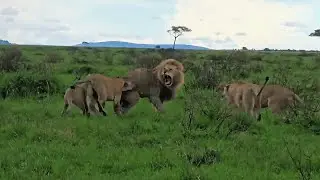Oloimina Being Attacked by his own Rongai Pride | Black Rock Male | Lion Warfare | 14 April 2025