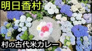 農村食堂カレーセットと岡寺アジサイロード【奈良 明日香村】