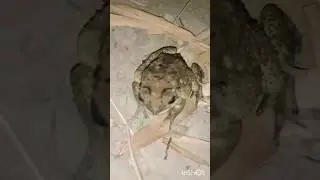 Cricket ( frog ) insect Sound at Night#toad # #frog #viral #vlog #tending #yt #shorts Indian video