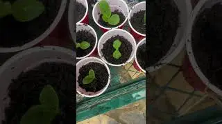 Get more out of your garden! #garden #gardentips #nodig #nodiggarden #nodiggardening #grow #plant