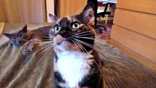 Cupcake The Cat Purrforms