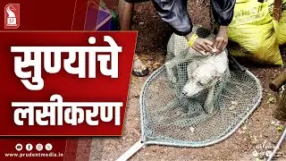 Goa's Rabies-Free Program Tackles 56,000 Stray Dogs