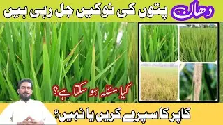 Why are the tips of paddy leaves burning? copper oxychloride fungicide
