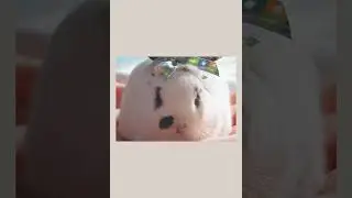 Who is this Ball? #CreamyBunBunPopcorn #thesweetestbunnyever #bunnies #fatrabbit #adorable #shorts