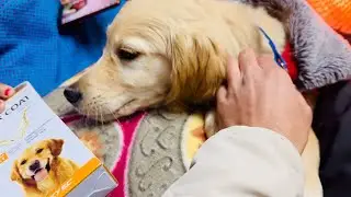 Enzo Ko Pilaai Dawaai