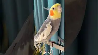 Adorable Pika Pika Peekaboo Playtime with sweet kiss ❤️🦜😊 #cockatielscraze