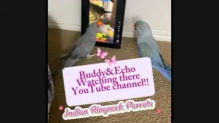 🐦#parrots #indianringneck #talkingparrot #parrotlife #birdlovers #parrottalk #pets #indianparrot 