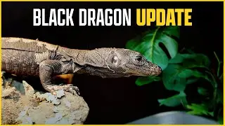 Black Dragon REACTS to New Enclosure! -- NERD Water Monitor Update