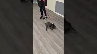Building calm, reliable recall starts in puppyhood &mdash; one positive step at a time