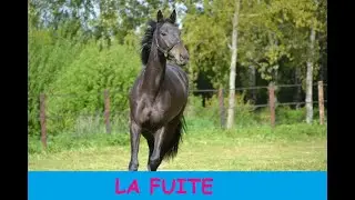 Comment gérer la fuite chez le cheval