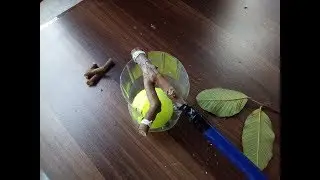 How you can make any thing | Fruit Picker from Tree