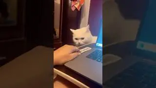 💥 &ldquo;Funny Cat Fight With Owner 😹 | Real Drama + Cute Reactions!&rdquo;