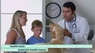How to Find Reputable Havanese Breeders Near You for a Healthy