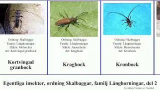 Egentliga insekter, ordning Skalbaggar, familj L&aring;nghorningar, del 2 monochamus kulhalsbock insect