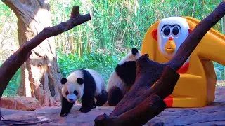 Funny Animals || Panda Cubs on the Slides  # Shorts