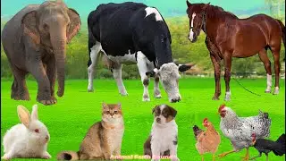Cute Farm Animals: Chicken, Rabbit, Pig, Duck, Dog, Parrot, Sheep, Goat, Cow &ndash; Animal Video