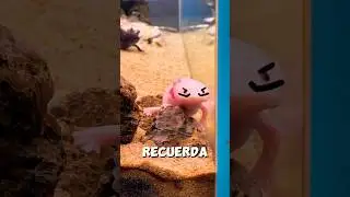 &iquest;Qu&eacute; es lo que hace a los ajolotes tan especiales? #curiosidades #oceanografia #sabiasque