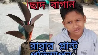 টবে রাবার প্ল্যান্ট প্রতিস্থাপন#রাবার প্ল্যান্ট #reporting #route top #rubber plant