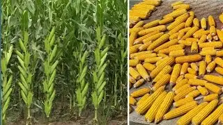 Corn Farming Technologies 🌽 makoi farming | plant and gardening