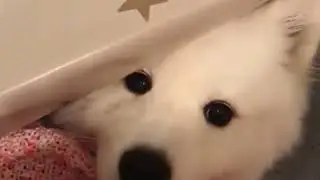 Overdose of Cuteness