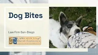 Dog Bite Attorneys
