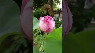 Lotus Flower #asmr #shorts #satisfying #beautiful #flowers