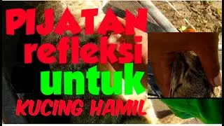 kucing hamil di pijat refleksi