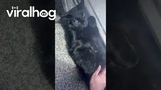 Sunbathing Kitty Blocks Dogs' Doorway || ViralHog