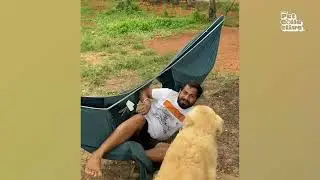 We Don't Deserve Golden Retrievers | FUNNIEST Dog Shorts