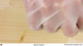 Fraser fir (Abies fraseri)