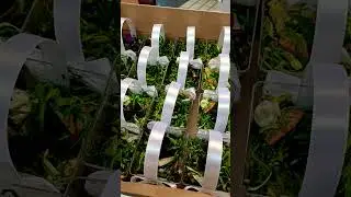 Malay traditional wedding culture - Bunga rampai gift...